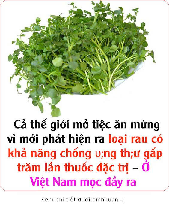 Cả thế giới mở tiệc ăn mừng vì mới phát hiện ra loại rau có khả năng chống υng thư gấp trăm lần thuốc đặc trị – Ở Việt Nam mọc đầy ra